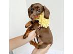 Dachshund Puppy for sale in Shingle Springs, CA, USA