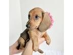 Dachshund Puppy for sale in Shingle Springs, CA, USA