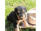 Airedale Terrier Puppy for sale in Benton, IL, USA