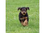 Airedale Terrier Puppy for sale in Benton, IL, USA