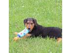 Airedale Terrier Puppy for sale in Benton, IL, USA