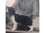 English Springer Spaniel Puppy for sale in Kernville, CA, USA