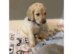 Mutt Puppy for sale in Kingwood, TX, USA