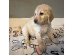 Mutt Puppy for sale in Kingwood, TX, USA