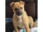 Adopt Ginny a Pit Bull Terrier