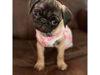 Pug Puppy for sale in Hereford, AZ, USA