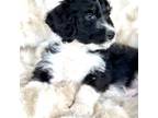 Aussiedoodle Puppy for sale in Baldwin, GA, USA