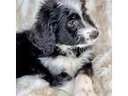 Aussiedoodle Puppy for sale in Baldwin, GA, USA