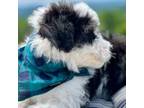 Aussiedoodle Puppy for sale in Baldwin, GA, USA