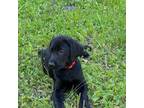 Labrador Retriever Puppy for sale in Savannah, GA, USA