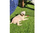 Adopt Hilda a Poodle, Bichon Frise