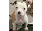 Adopt 7 Pit/mix puppies a Pit Bull Terrier