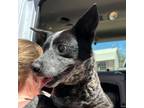 Adopt MURPHIE a Australian Cattle Dog / Blue Heeler