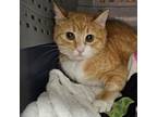 Adopt Sunoco a Domestic Short Hair