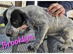 Adopt Brooklyn a Labrador Retriever, Bluetick Coonhound