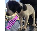 Adopt Willow a Labrador Retriever, Pit Bull Terrier