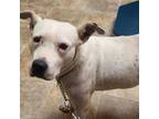 Adopt Pearl a Pit Bull Terrier, Boxer