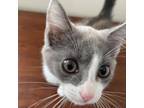 Adopt Athena a American Shorthair