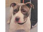 Adopt Maisy a Pit Bull Terrier