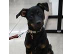 Adopt Violet a Mixed Breed