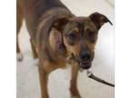 Adopt Sunflower a Mixed Breed