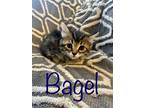 Adopt Bagel a Domestic Long Hair, Tabby