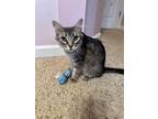 Adopt Biscuit a Domestic Medium Hair, Tabby