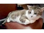 Adopt Snowy (Urgent foster/adopter needed) a Tabby