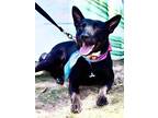 Adopt Swift a Australian Kelpie