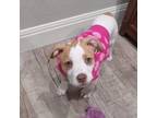 Adopt Dolce aka Doli a Terrier