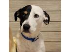 Adopt Mom Chilli a Australian Cattle Dog / Blue Heeler, Mixed Breed