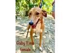 Adopt Gaby a Labrador Retriever