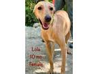 Adopt Lola a Labrador Retriever