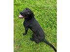 Adopt Licorice a Labrador Retriever