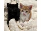 Adopt Rose and Jack a Domestic Short Hair