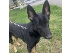 Adopt Lavagirl a German Shepherd Dog