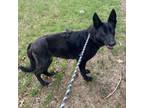 Adopt Baylin a German Shepherd Dog