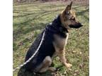 Adopt Alissa a German Shepherd Dog