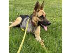 Adopt Linda a German Shepherd Dog