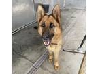 Adopt Heidi a German Shepherd Dog