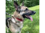 Adopt Ms. Peri a German Shepherd Dog