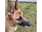 Adopt Adele a German Shepherd Dog