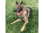 Adopt Serva a German Shepherd Dog