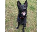 Adopt Persi a German Shepherd Dog