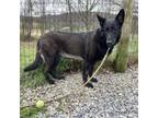 Adopt Venus a German Shepherd Dog