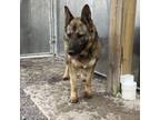 Adopt Eden a German Shepherd Dog