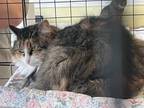 Adopt Lucy a Domestic Long Hair