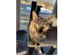 Adopt Belle a Dilute Tortoiseshell