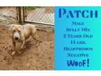 Adopt Patch a American Staffordshire Terrier