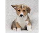 Pembroke Welsh Corgi Puppy for sale in Denair, CA, USA